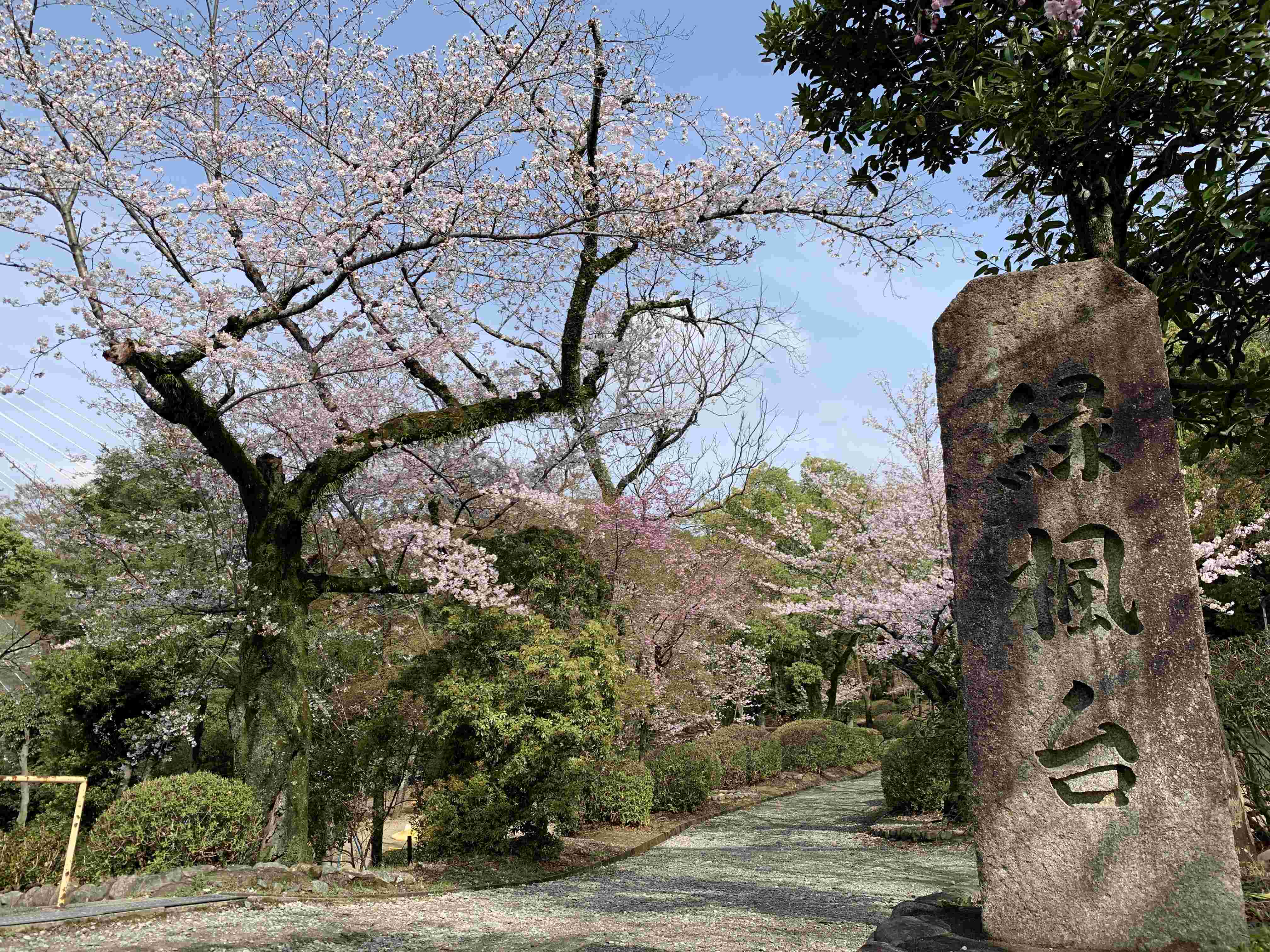 🌸 사츠키 산 녹지 도시녹화 식물원 (사츠키야마 료쿠치 토시료쿠카 쇼쿠부츠엔) 이미지 7